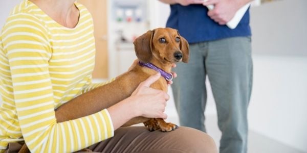 Removing The Fear And Anxiety From Your Dog's Vet Visits